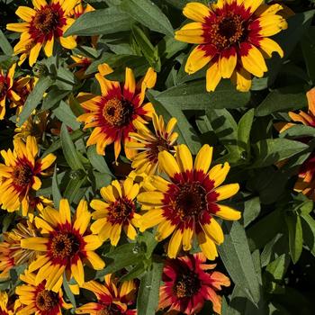 Zinnia Profusion '' (273605)