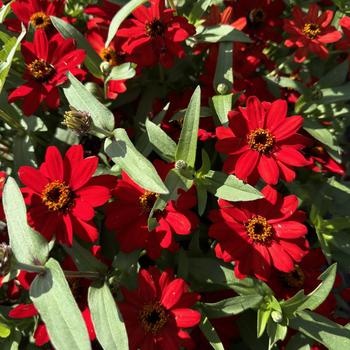 Zinnia Profusion '' (273608)