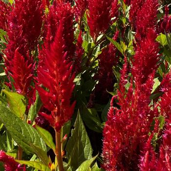 Celosia plumosa 'Flamma Red' 