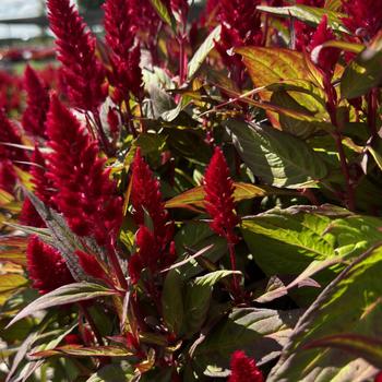 Celosia plumosa 'Flamma Bright Red' (273612)