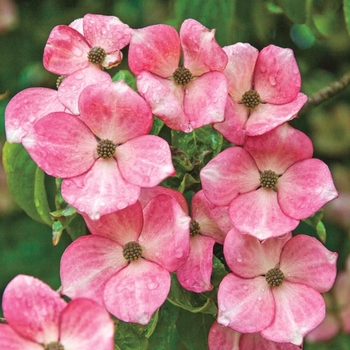 Cornus kousa 'Hanros' 