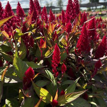 Celosia plumosa 'Flamma Bright Red' 