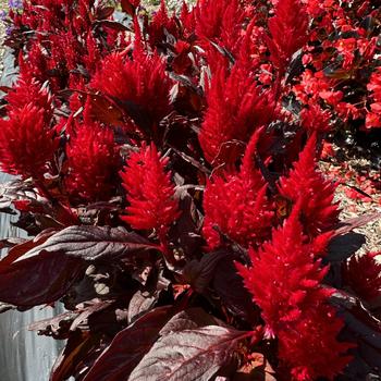 Celosia plumosa nana 'Burning Embers' 