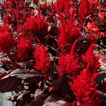 Celosia plumosa nana 'Burning Embers' (273617)