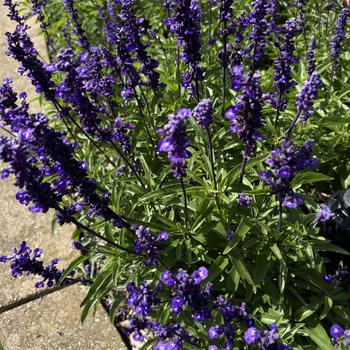 Salvia farinacea 'Evolution® Violet' 