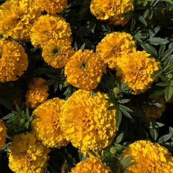 Tagetes erecta