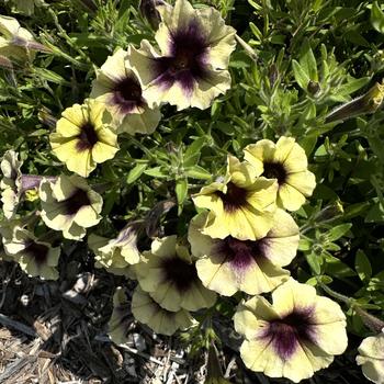 Petunia Surfinia® 'Heavenly Blackberries and Cream' (273626)