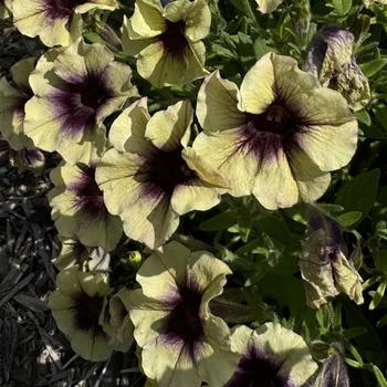 Petunia 'Heavenly Blackberries and Cream' 