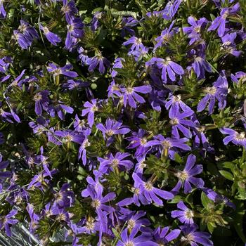 Scaevola Surdiva® 'Sky Blue' (273628)