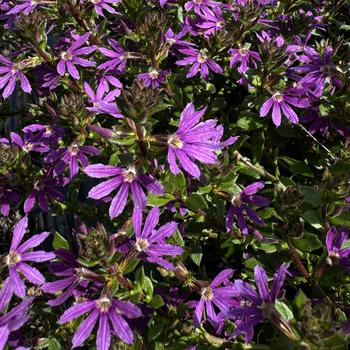 Scaevola 'Purple' 