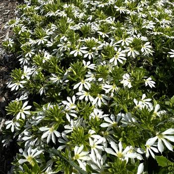 Scaevola Surdiva® 'White Improved' (273630)