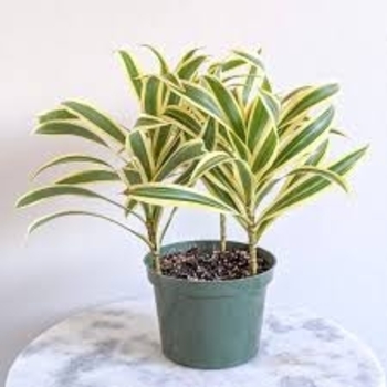 Dracaena reflexa