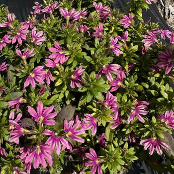 Scaevola 'Fashion Pink Imp' 