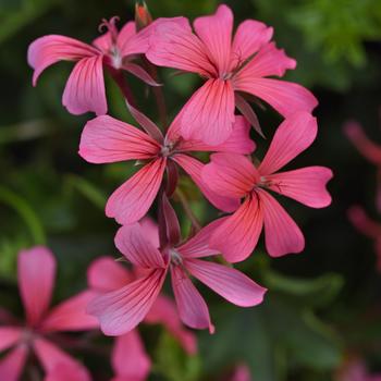 Pelargonium peltatum 'Balcon Pink Imp' 