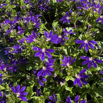 Scaevola Surdiva® '' (273659)