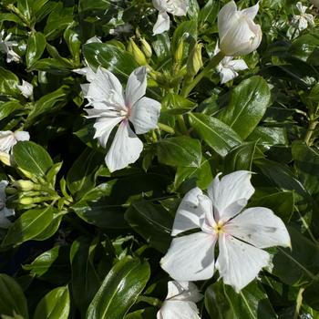 Catharanthus 'Double Appleblossom' 