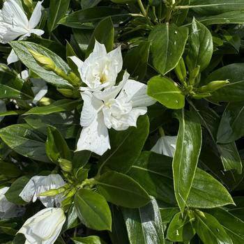 Catharanthus 'Double White' 