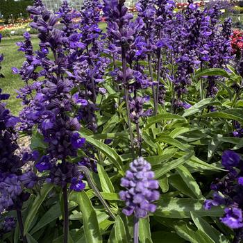 Salvia farinacea 'Evolution® Violet' (273662)