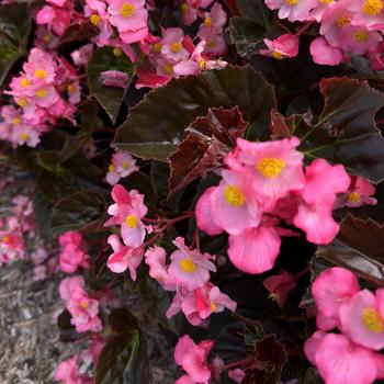 Begonia 'Stonehedge Rose Bronze Leaf' (273663)