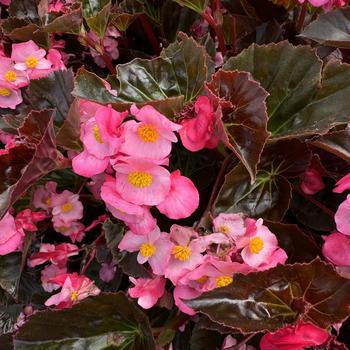 Begonia 'Stonehedge Rose Bronze Leaf' 