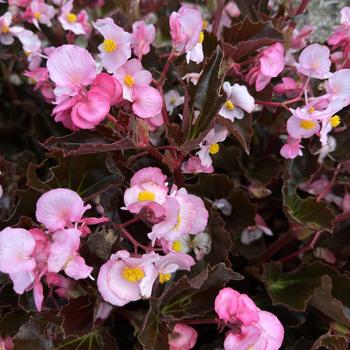 Begonia 'Stonehedge Light Pink Bronze Leaf' 