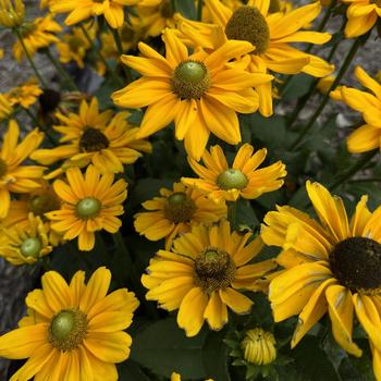 Rudbeckia hirta 'Amarillo Gold' 