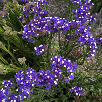 Limonium sinuatum