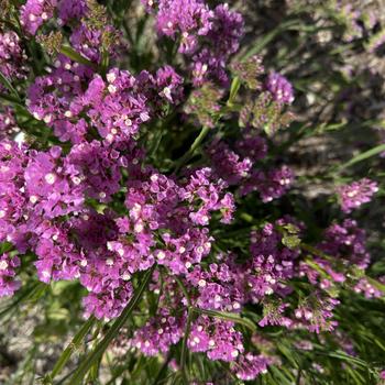 Limonium sinuatum