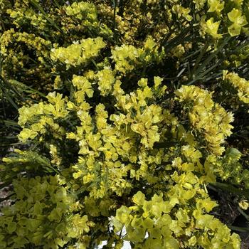 Limonium sinuatum