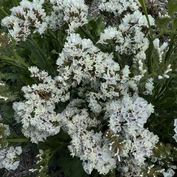 Limonium sinuatum