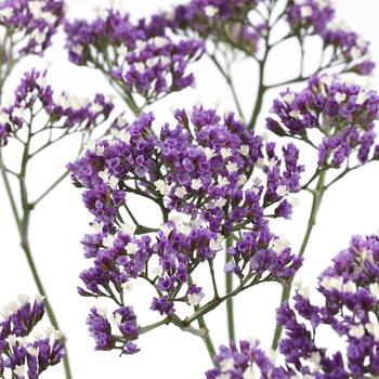 Limonium sinuatum 'Salt Lake' 