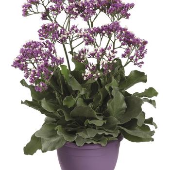 Limonium sinuatum 'Salt Lake' (273673)