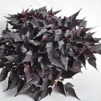 Ipomoea batatas Sweet Georgia 'Black Maple' (273675)