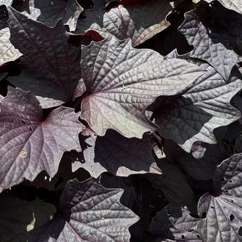 Ipomoea batatas 'Black Maple' 