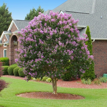 Lagerstroemia indica x fauriei 'Muskogee' 