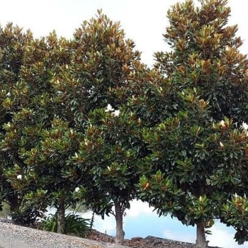 Magnolia grandiflora 'D.D. Blanchard' 