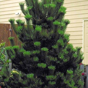 Pinus nigra