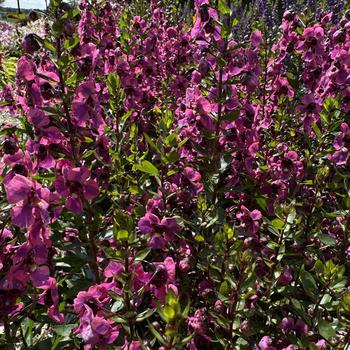 Angelonia angustifolia Guardian Angel™ 'Berry Sparkler' (273755)