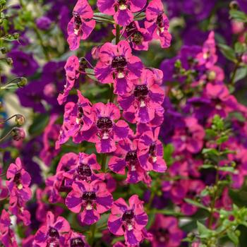 Angelonia angustifolia 'Berry Sparkler' 