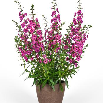 Angelonia angustifolia Guardian Angel™ 'Berry Sparkler' (273757)