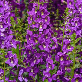 Angelonia angustifolia