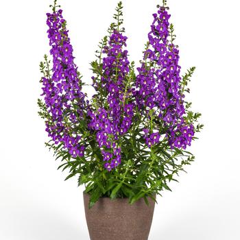 Angelonia angustifolia Guardian Angel™ '' (273759)