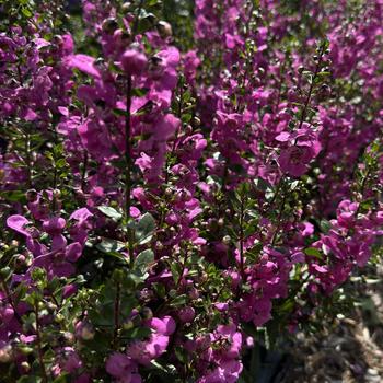 Angelonia angustifolia Archangel™ '' (273760)