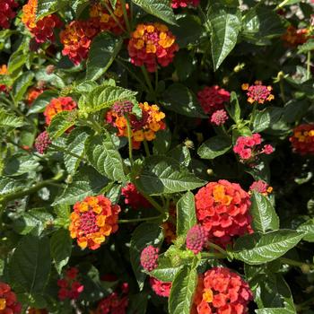 Lantana camara Landmark™ '' (273761)