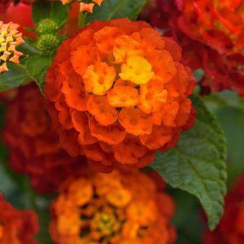 Lantana camara Landmark™ '' (273762)