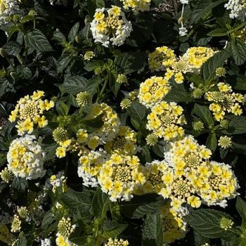 Lantana camara Landmark™ '' (273763)