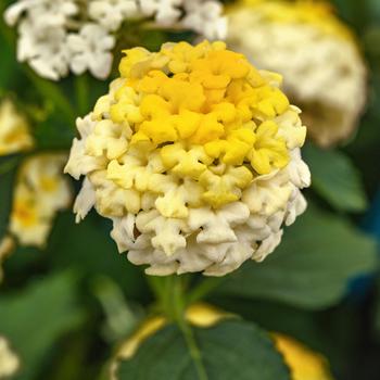 Lantana camara