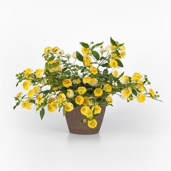 Lantana camara Landmark™ '' (273765)