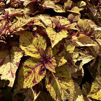 Coleus scutellarioides ChargedUp™ 'Marble Mania' (273766)