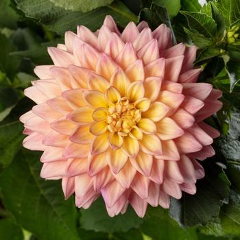 Dahlia 'Miss Mandy' (273769)